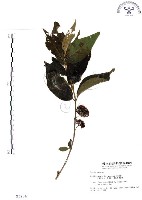 杜虹花，台灣紫珠藏品圖，第1張