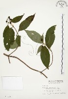 毛玉葉金花藏品圖，第1張