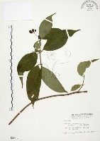 毛玉葉金花藏品圖，第1張