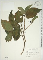 牛乳榕藏品圖，第1張