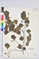 烏臼藏品圖，第1張