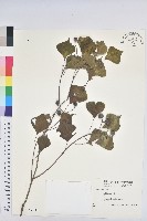 烏臼藏品圖，第1張