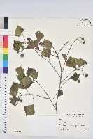 烏臼藏品圖，第1張