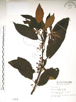 水冬瓜藏品圖，第1張