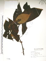 水冬瓜藏品圖，第1張