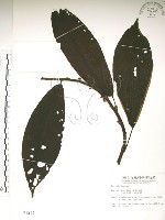 水冬瓜藏品圖，第1張