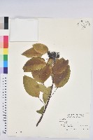 白臼藏品圖，第1張