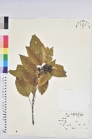 白臼藏品圖，第1張