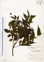 賊仔樹藏品圖，第1張