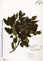 賊仔樹藏品圖，第1張