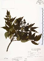 賊仔樹藏品圖，第1張