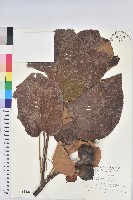 廣東油桐、皺桐藏品圖，第1張