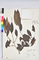 刺杜密藏品圖，第1張