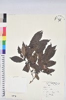 刺杜密藏品圖，第1張