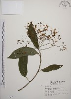 大青藏品圖，第1張