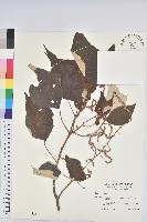 白匏子藏品圖，第1張