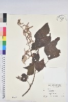 白匏子藏品圖，第1張