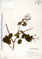 九芎藏品圖，第1張