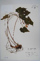 水鴨腳藏品圖，第1張