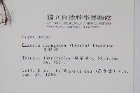 水鴨腳藏品圖，第2張