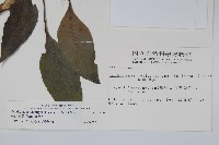 臺灣樹參藏品圖，第2張