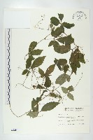 絞股藍藏品圖，第1張