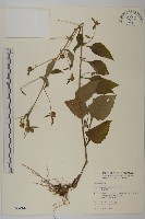 黃金珠藏品圖，第1張