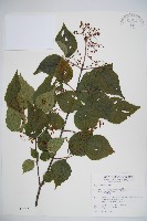 紅子莢迷藏品圖，第1張