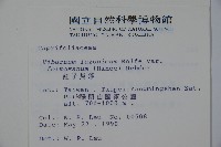 紅子莢迷藏品圖，第2張