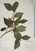 牛乳榕藏品圖，第1張