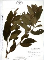 水金京藏品圖，第1張