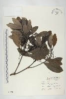 虎皮楠藏品圖，第1張