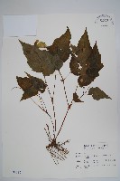 水鴨腳藏品圖，第1張