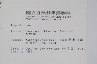 水鴨腳藏品圖，第2張