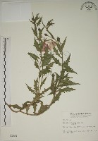 四翅月見草藏品圖，第1張