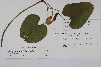 大葉馬兜鈴藏品圖，第2張