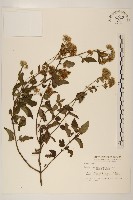 臺灣澤蘭藏品圖，第1張