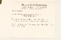 臺灣澤蘭藏品圖，第2張