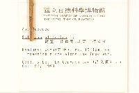 北美一枝黃花藏品圖，第2張