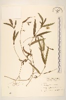 蟛蜞菊藏品圖，第1張