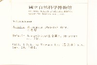 蟛蜞菊藏品圖，第2張