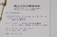 蓮子草藏品圖，第2張