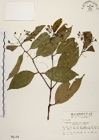 土肉桂藏品圖，第1張