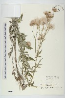 泥胡菜藏品圖，第1張