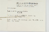 泥胡菜藏品圖，第2張