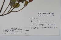 倒卵葉冬青、金平氏冬青藏品圖，第2張