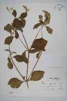 印度牛膝、土牛藤藏品圖，第1張