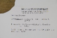 印度牛膝、土牛藤藏品圖，第2張