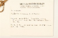 黃頂菊藏品圖，第2張