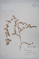 假海馬齒藏品圖，第1張